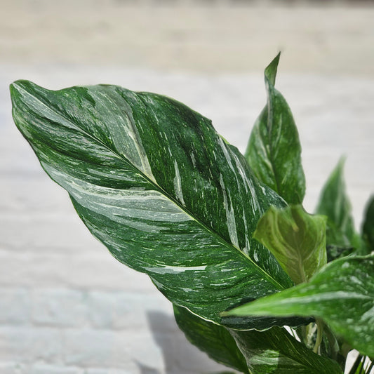 Spathiphyllum 'Diamond' (Variegated Peace Lily)