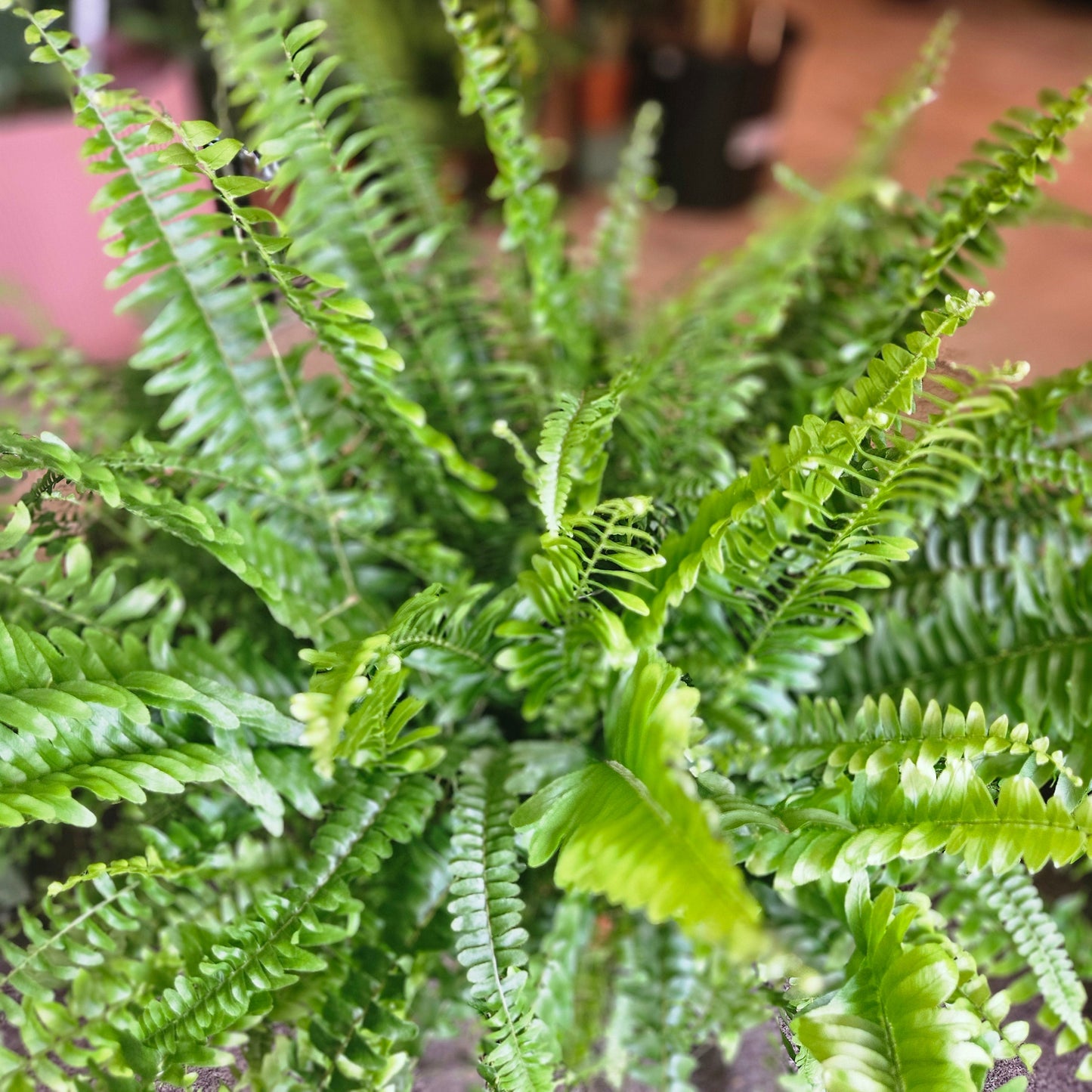 Nephrolepis Exaltata 'Green Lady Fern' (Boston Fern)