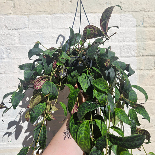 Aeschynanthus marmoratus (Lipstick plant)