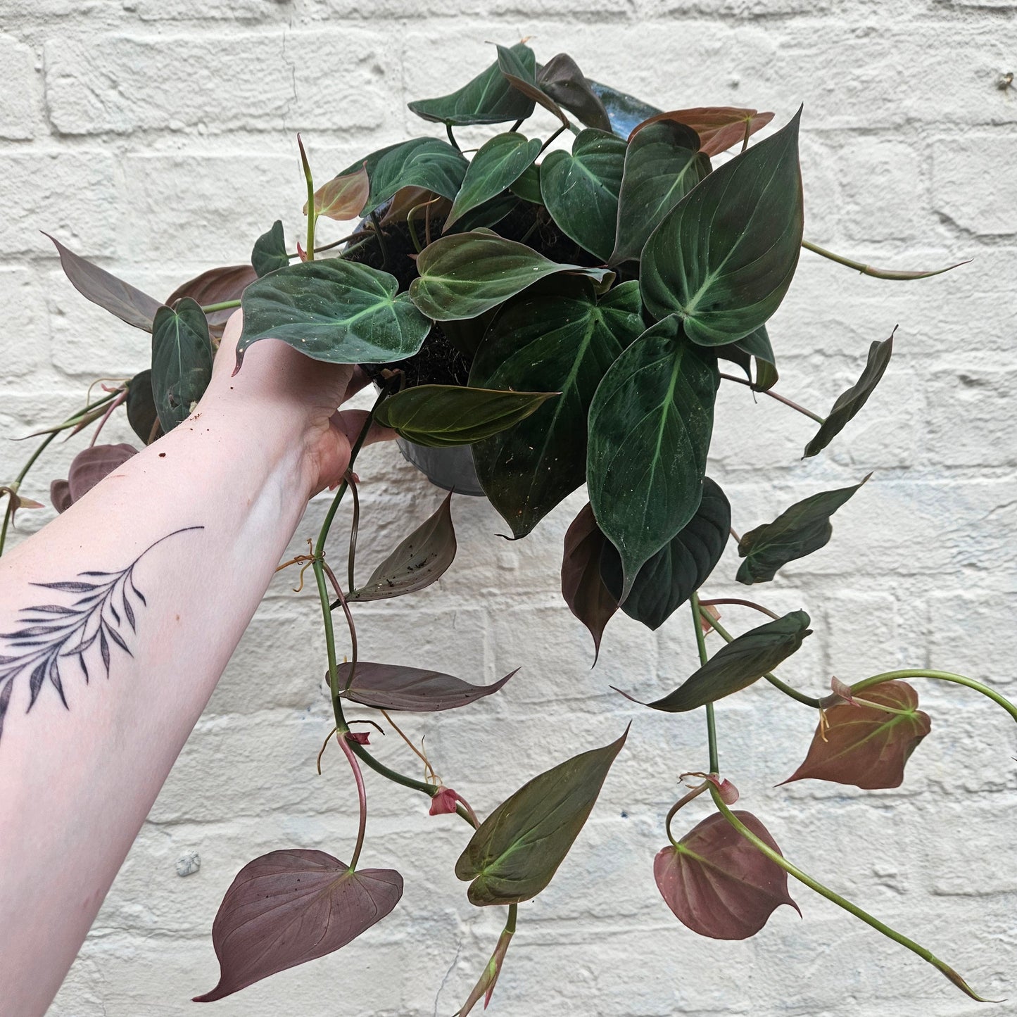 Philodendron hederaceum var. hederaceum (Velvet Leaf / Philodendron micans) Various sizes