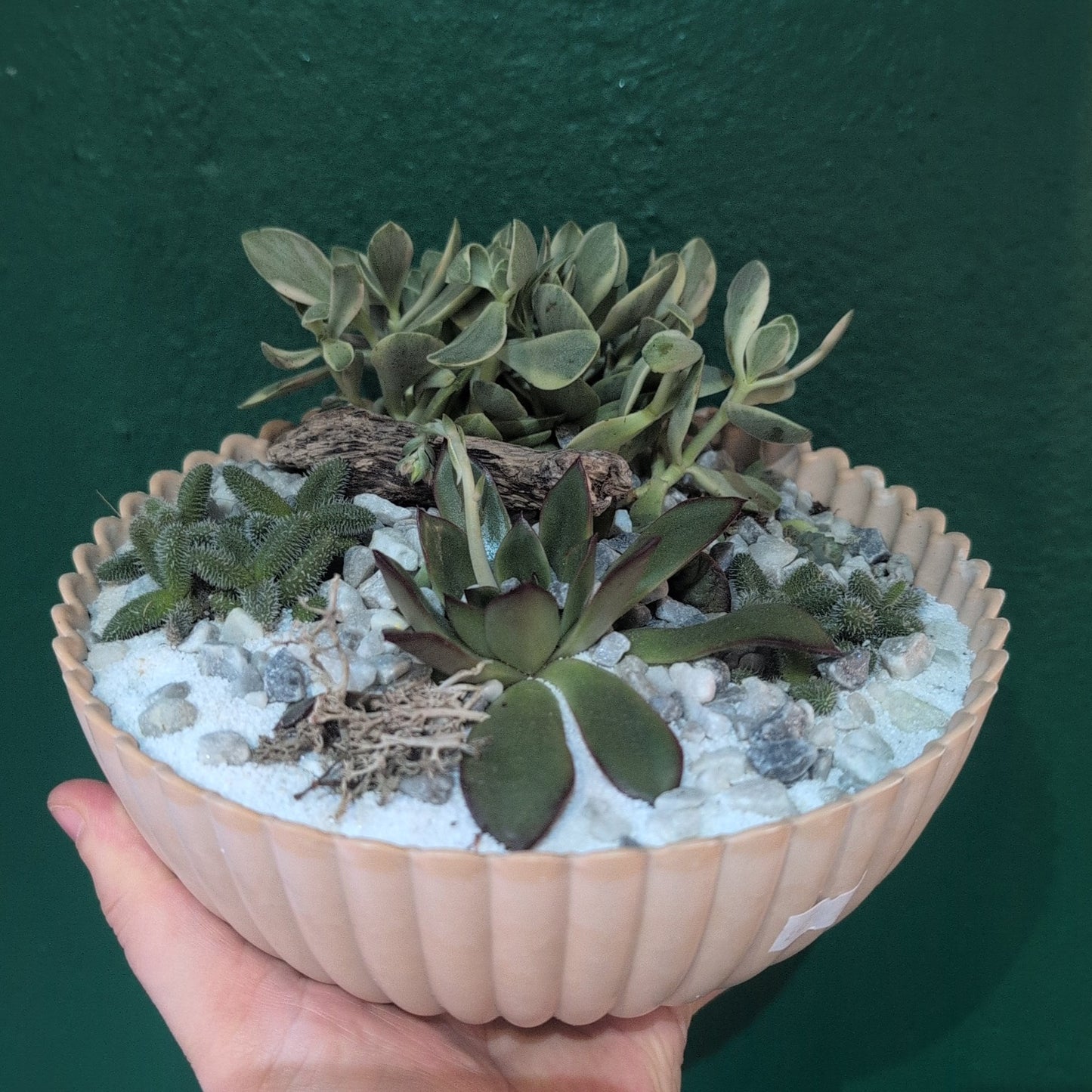 Round Small Bowl Open Terrarium