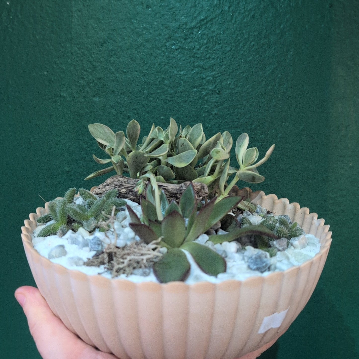 Round Small Bowl Open Terrarium