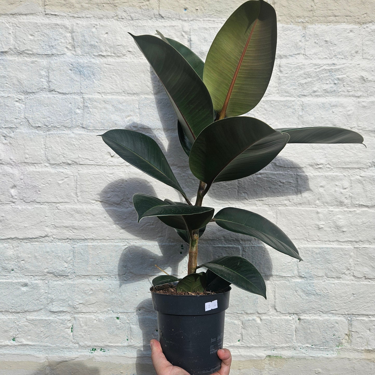 Ficus elastica (Rubber Plant) -6 varieties available