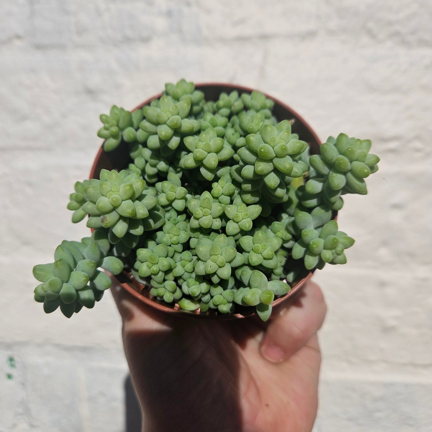 Sedum morganianum 'Burrito' (Burros Tail / Donkey Tail) Various sizes