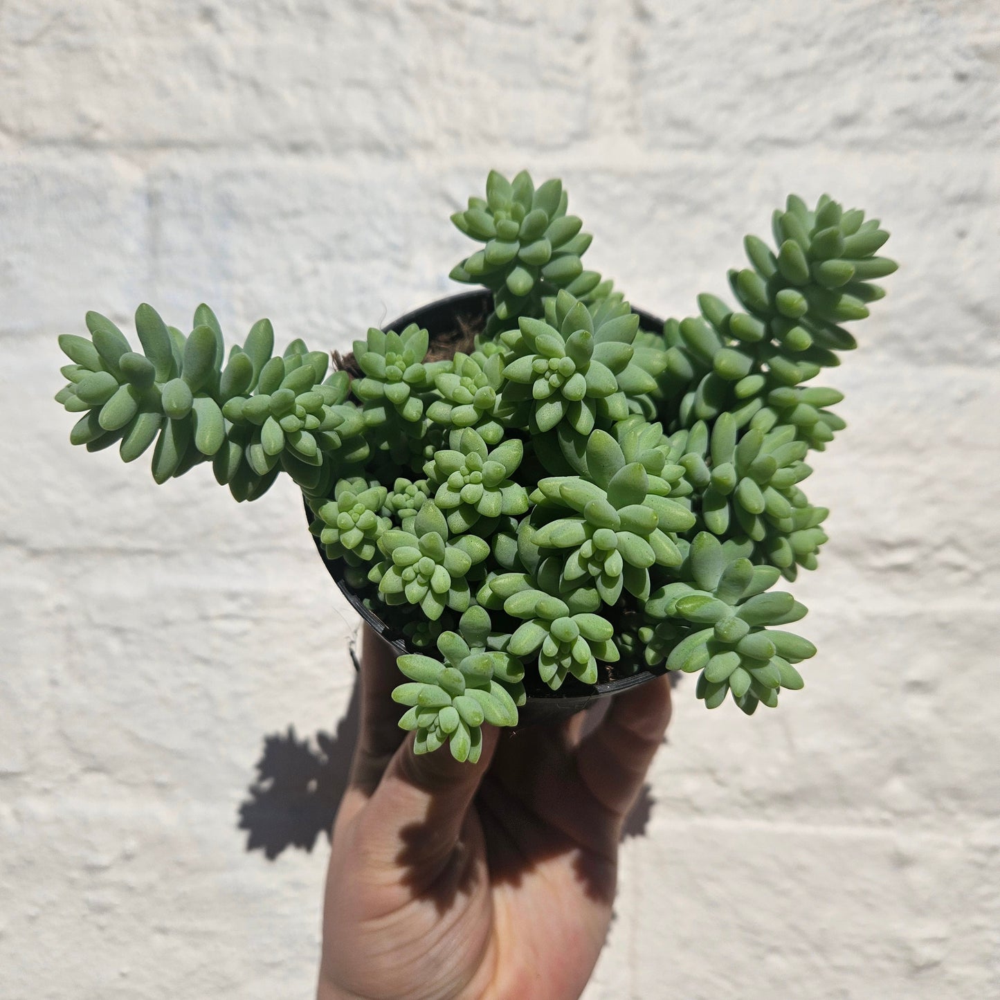 Sedum morganianum 'Burrito' (Burros Tail / Donkey Tail) Various sizes