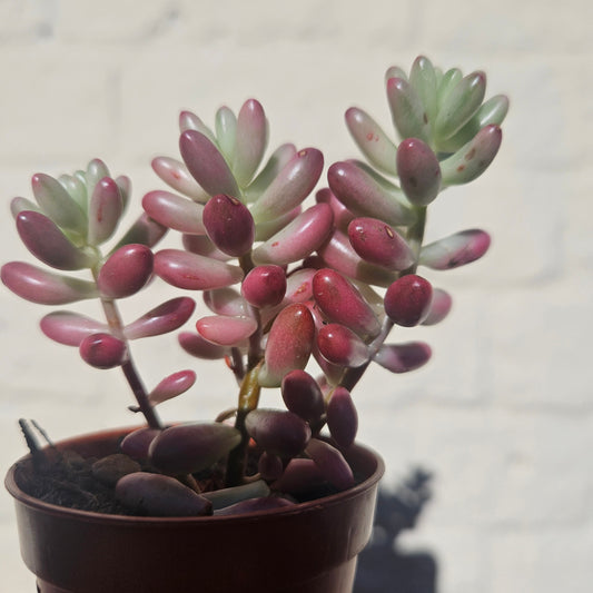 Sedum rubrotinctum rosea 'Aurora' (Pink Jelly Beans)