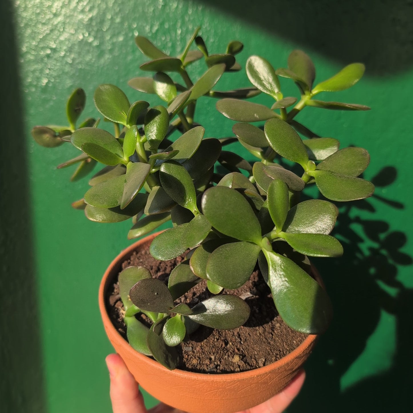 Crassula ovata (Jade plant/Succulent)