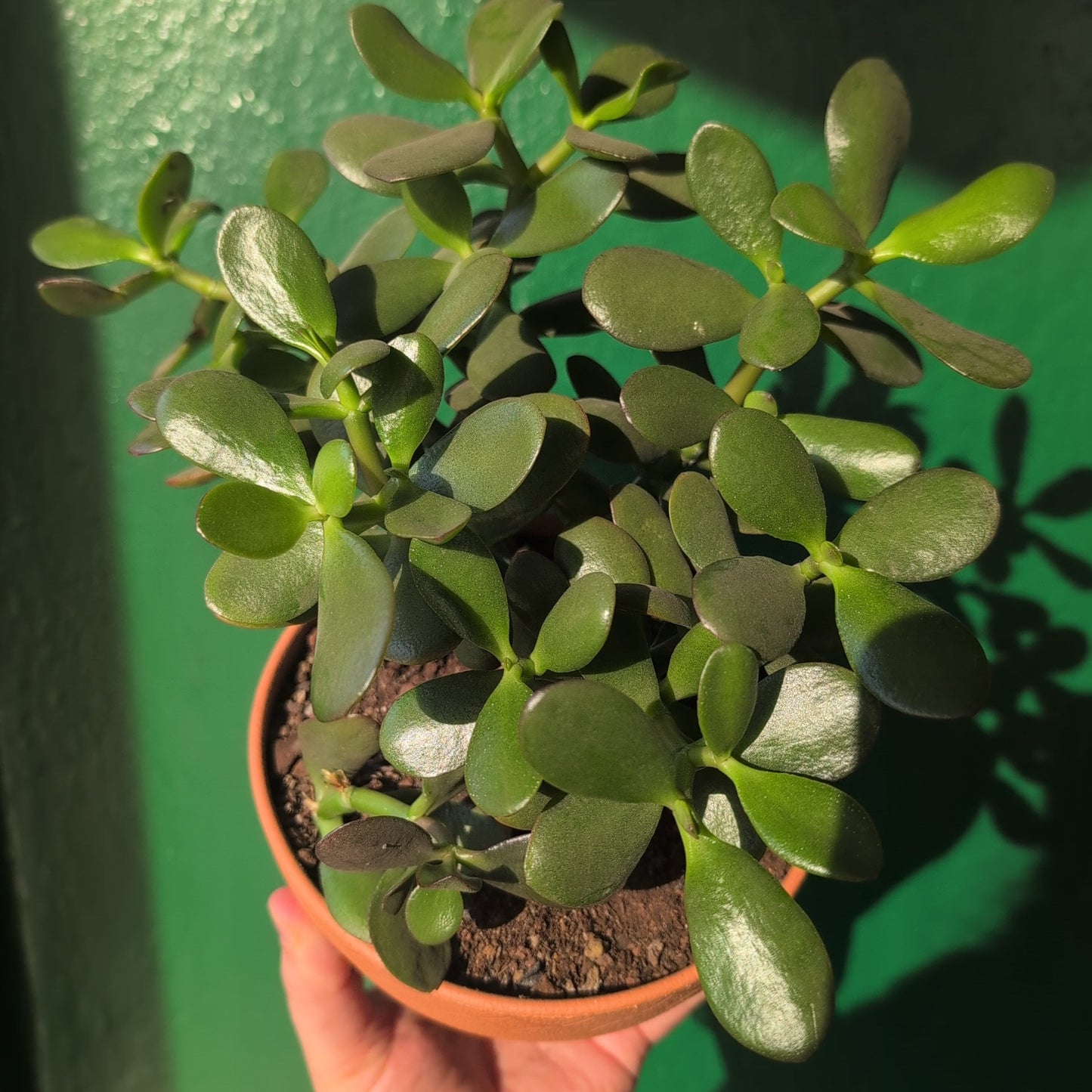 Crassula ovata (Jade plant/Succulent)