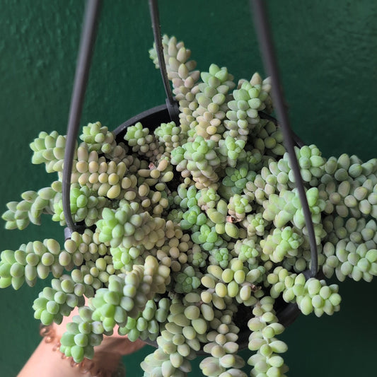 Sedum morganianum 'Burrito' (Burros Tail / Donkey Tail) Various sizes