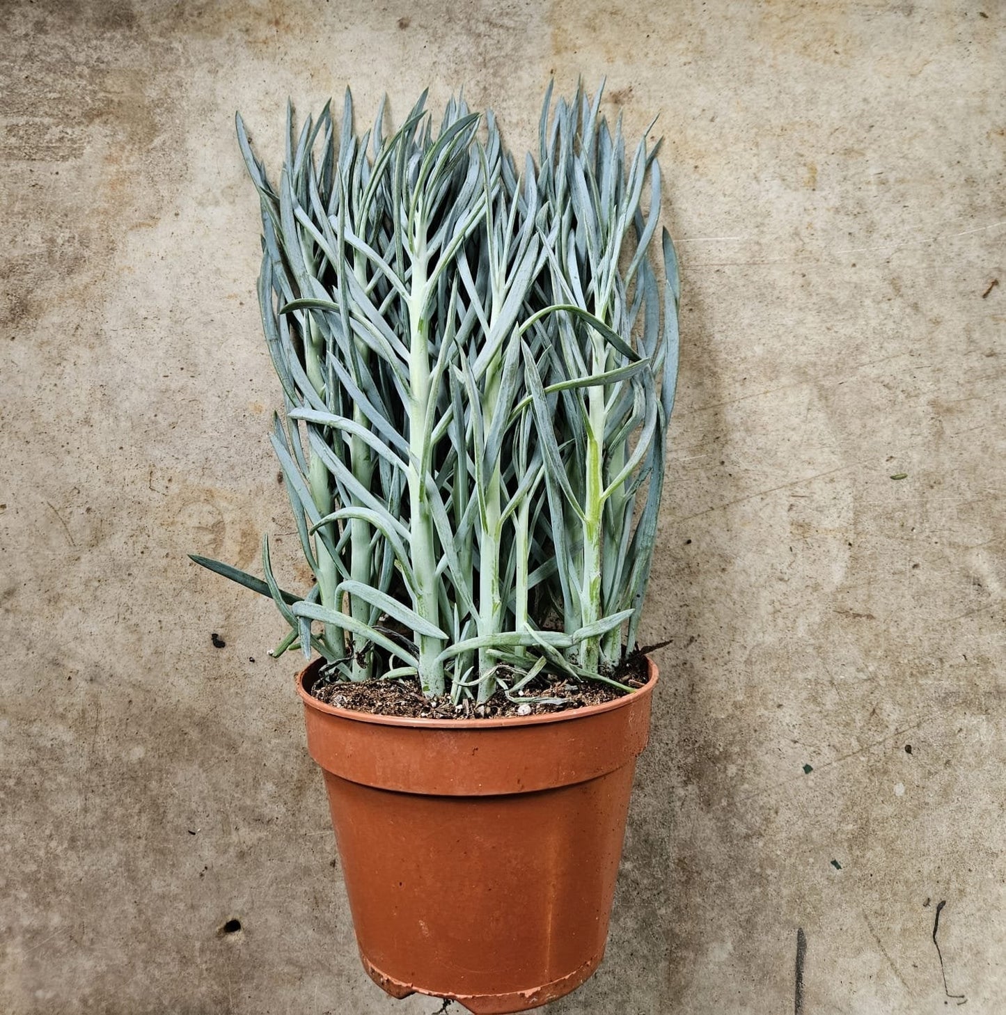 Curio ficoides ( Skyscraper Succulent)