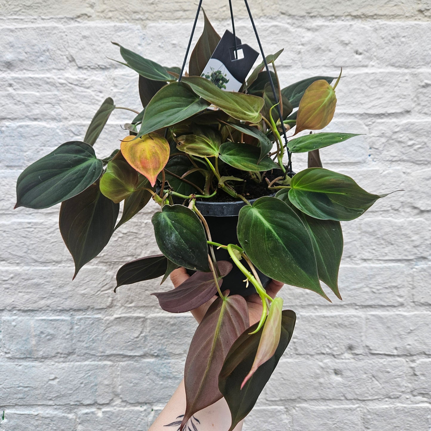 Philodendron hederaceum var. hederaceum (Velvet Leaf / Philodendron micans) Various sizes