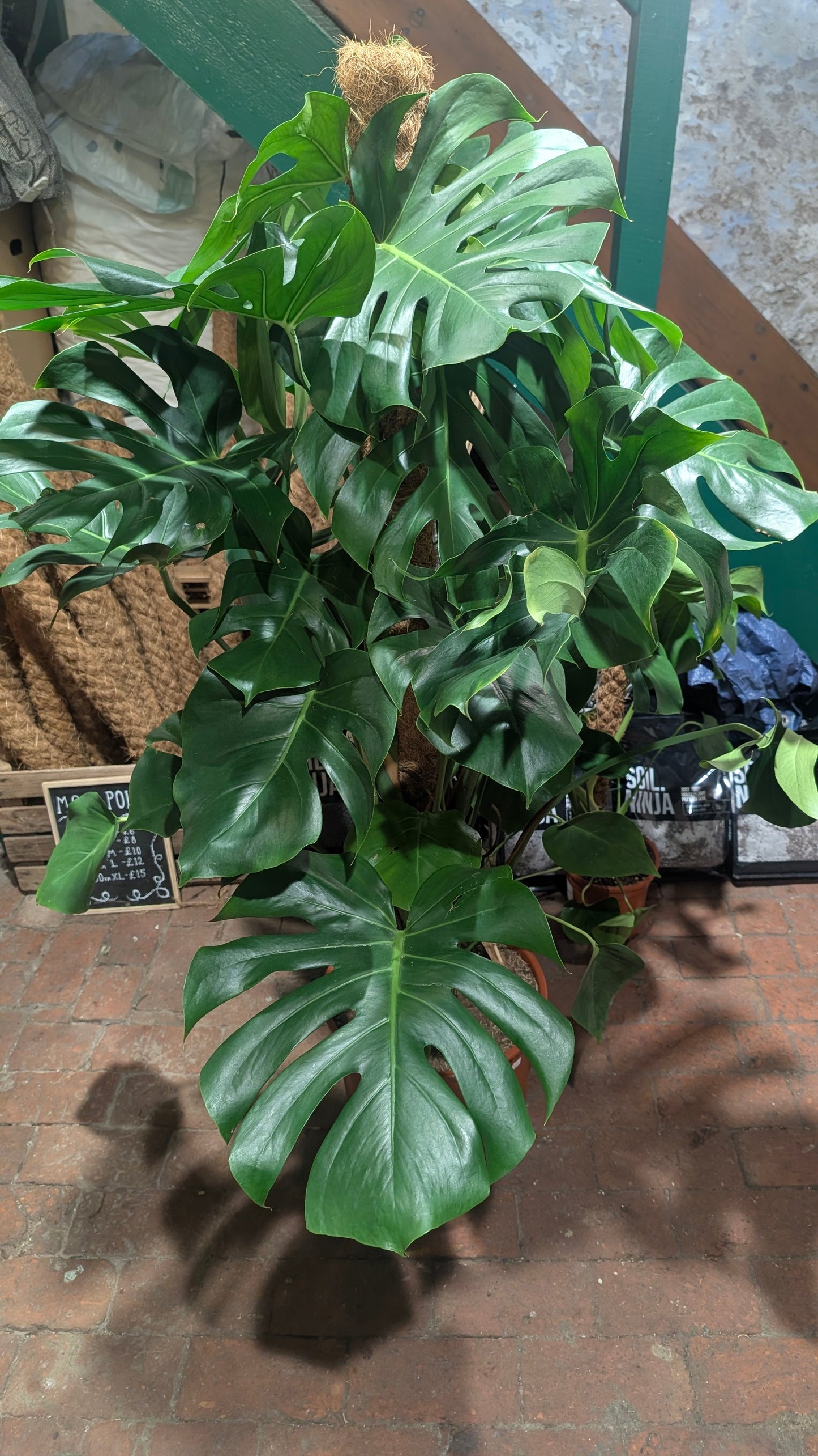 Monstera Deliciosa (Cheese Plant / Swiss Cheese Plant) - Various Sizes