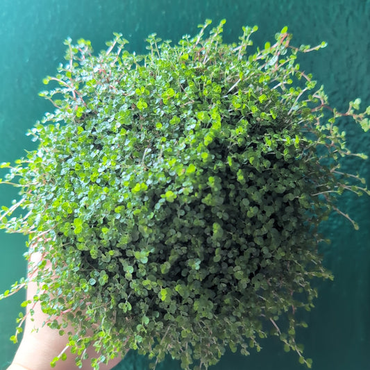 Soleirolia soleirolii (Mind your own business/ Babies tears)