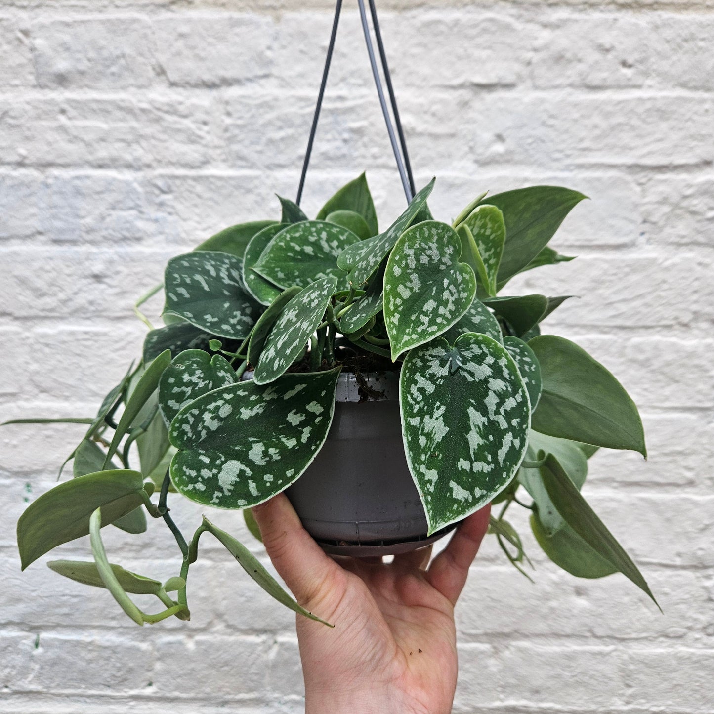 Scindapsus pictus 'Argyraeus' (Satin Pothos) Various sizes