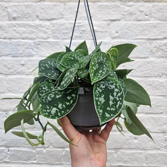 Scindapsus pictus 'Argyraeus' (Satin Pothos) Various sizes