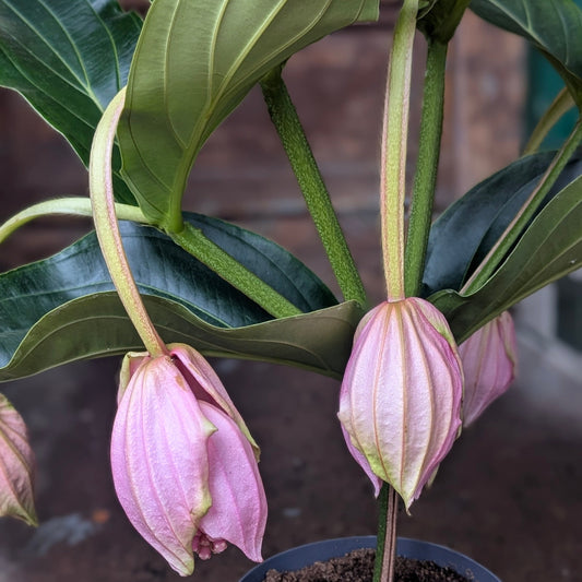 Medinilla magnifica 'Flamenco'