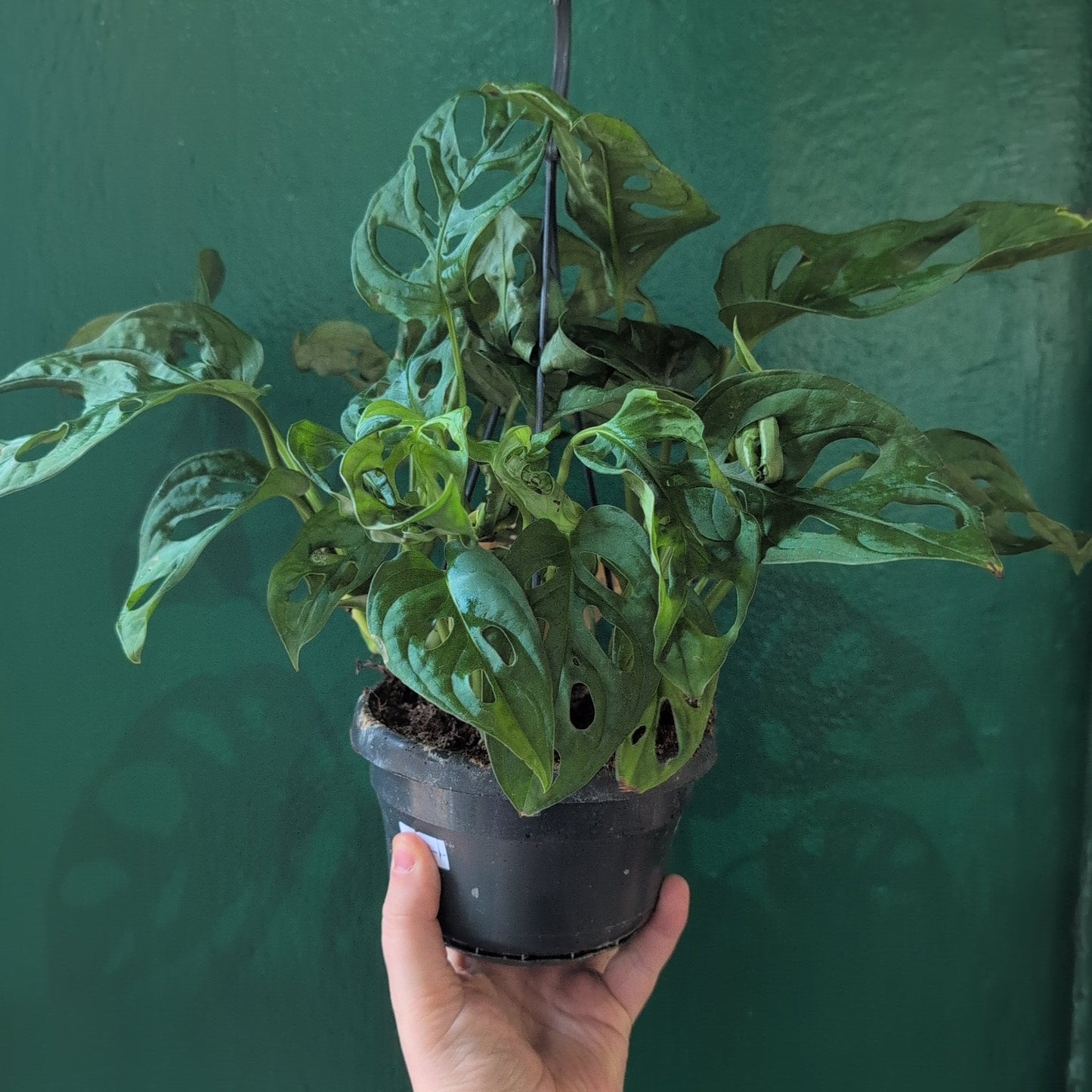 Monstera adansonii 'Monkey mask' (Cheeseplant) Various sizes available