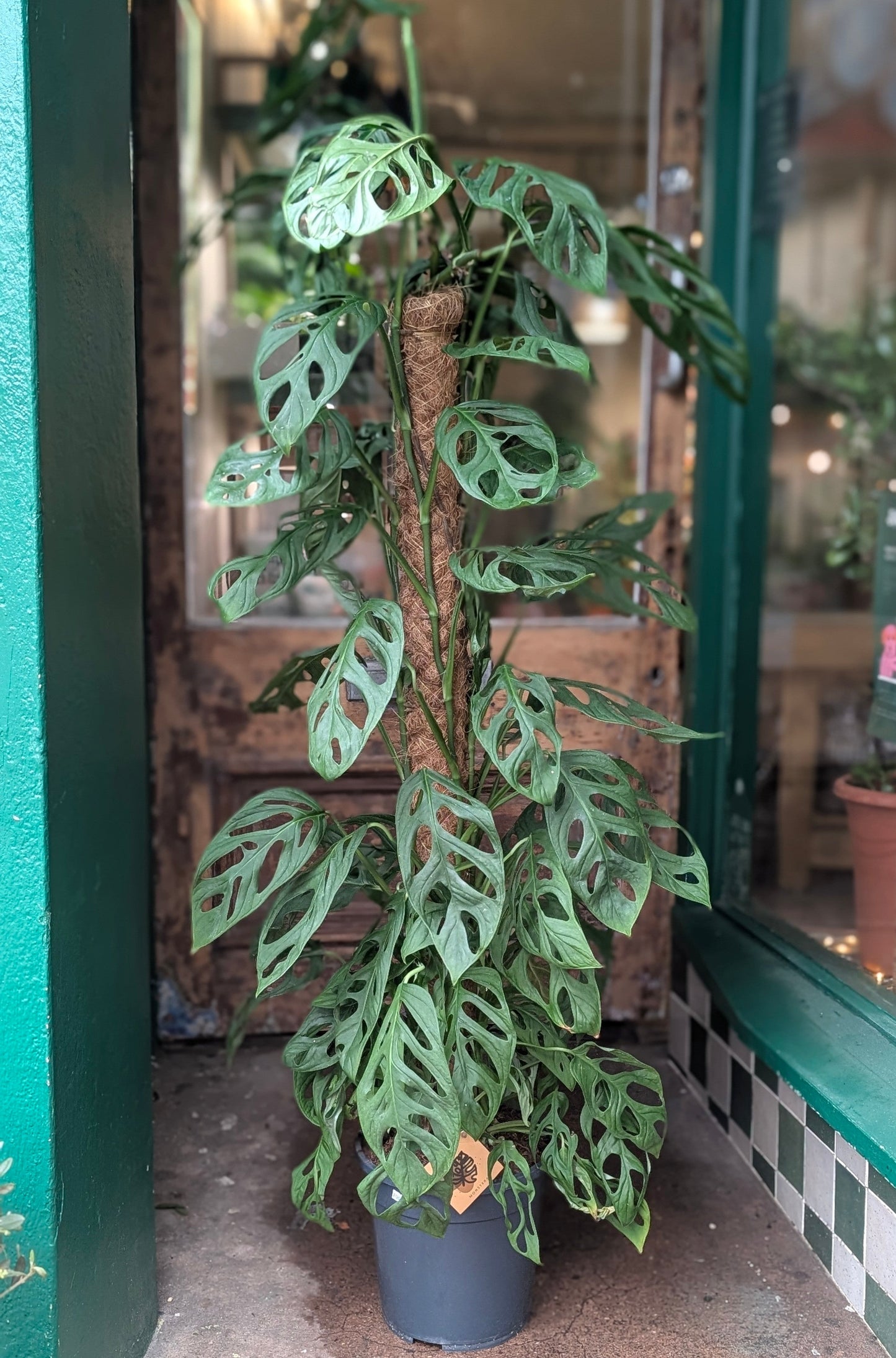 Monstera adansonii 'Monkey mask' (Cheeseplant) Various sizes available
