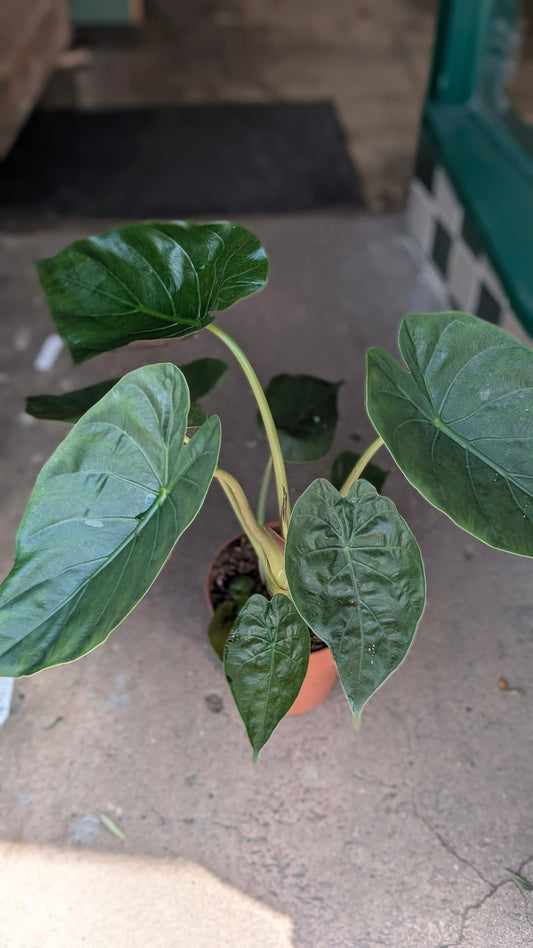 Alocasia wentii