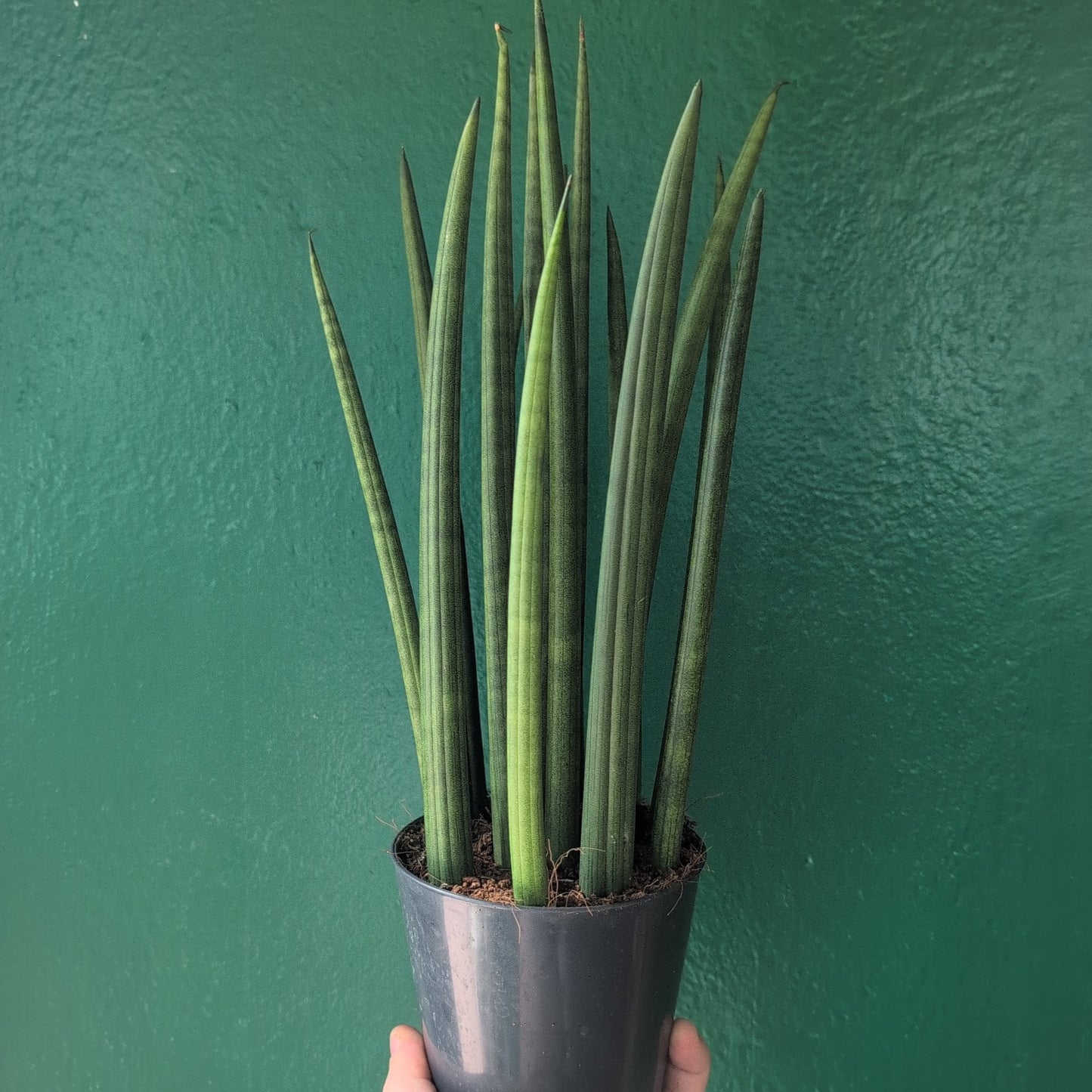 Sansevieria bacularis 'Mikado' (Snake Plant)