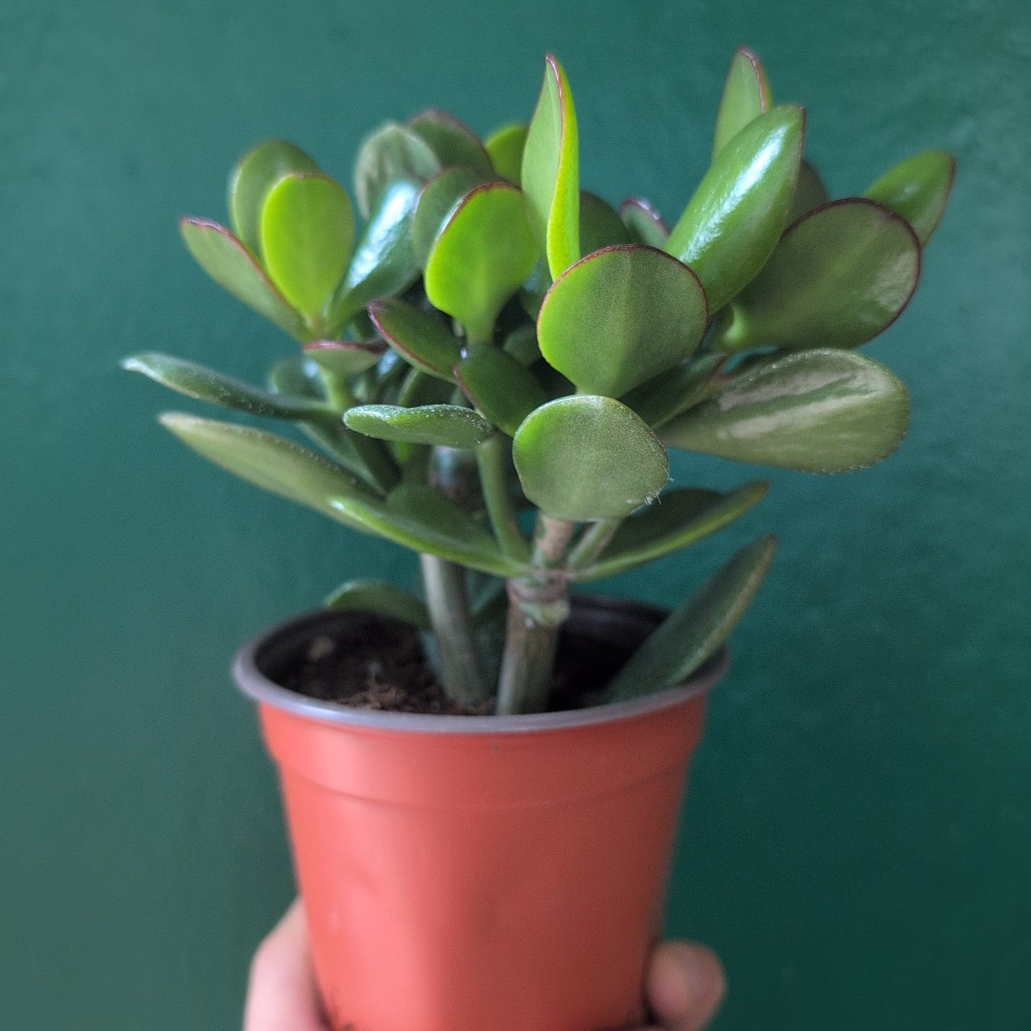 Crassula ovata (Jade plant/Succulent)