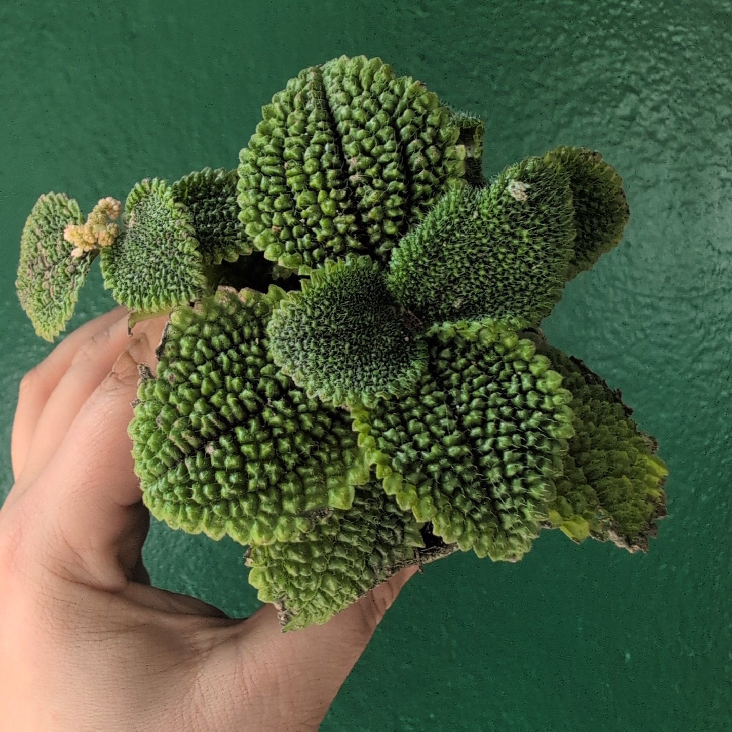 Pilea involucrata 'Moon Valley'