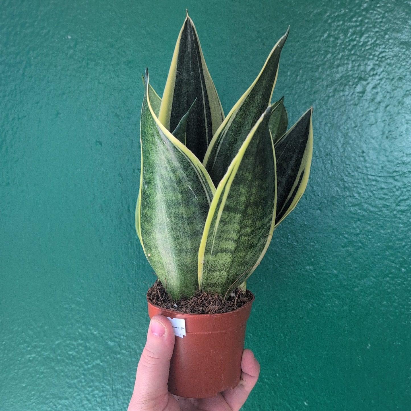 Sansevieria trifasciata 'Laurentii' (Snake plant/ Mother in laws tongue)