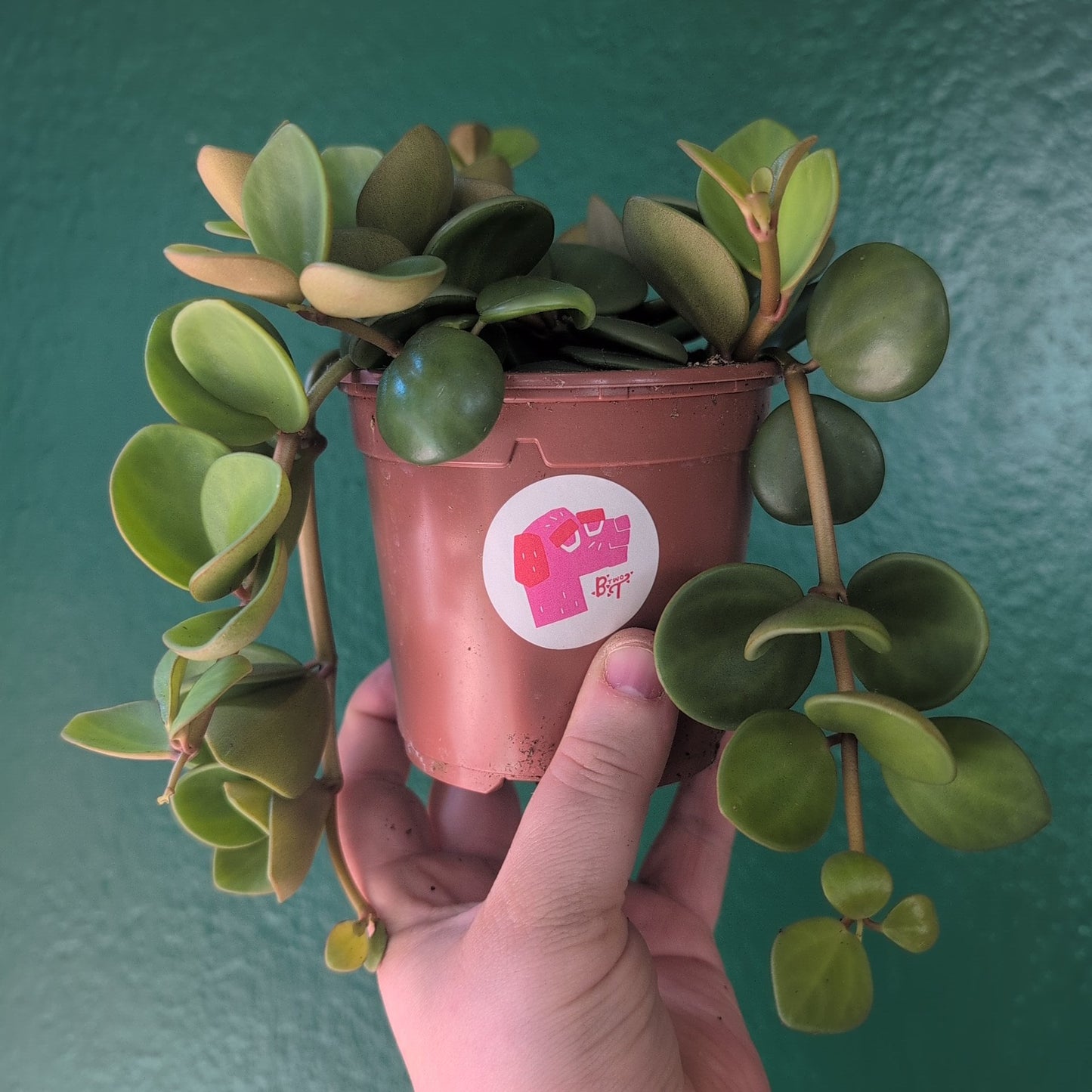 Peperomia tetraphylla 'Hope' (Peperomia Hope)