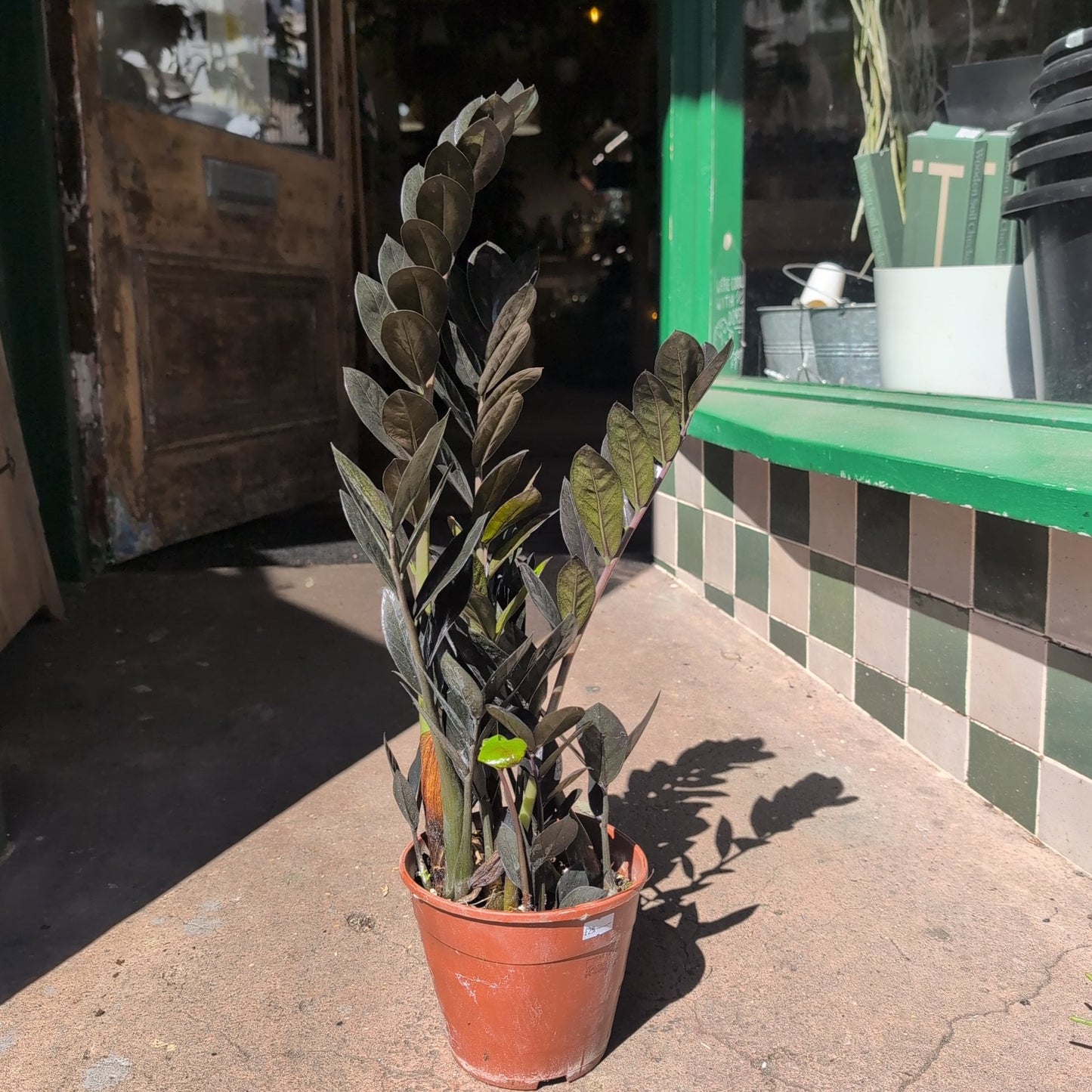 Zamioculcas zamiifolia 'Raven' (Black ZZ plant)