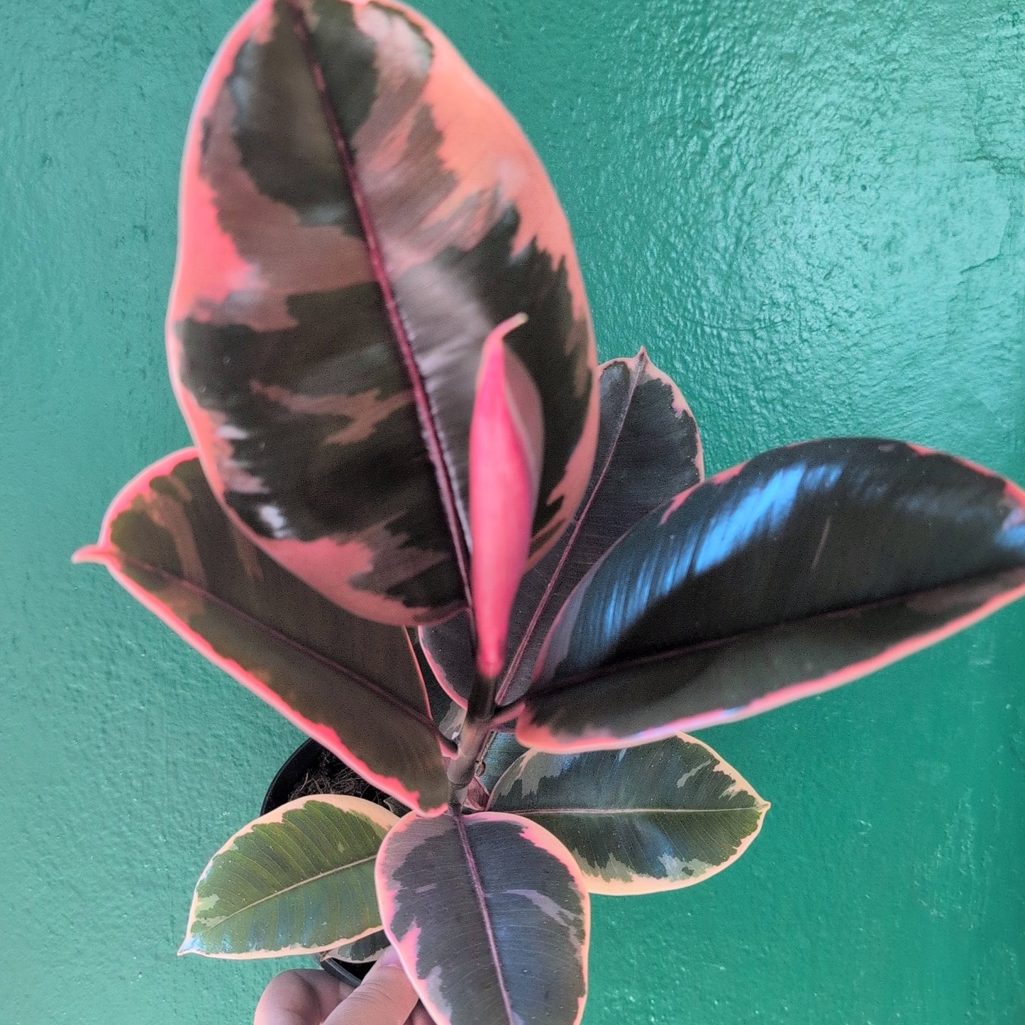 Ficus elastica (Rubber Plant) -6 varieties available