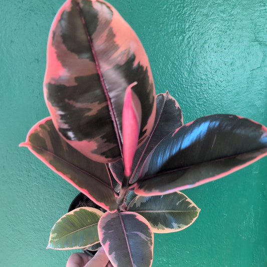 Ficus elastica (Rubber Plant) -6 varieties available