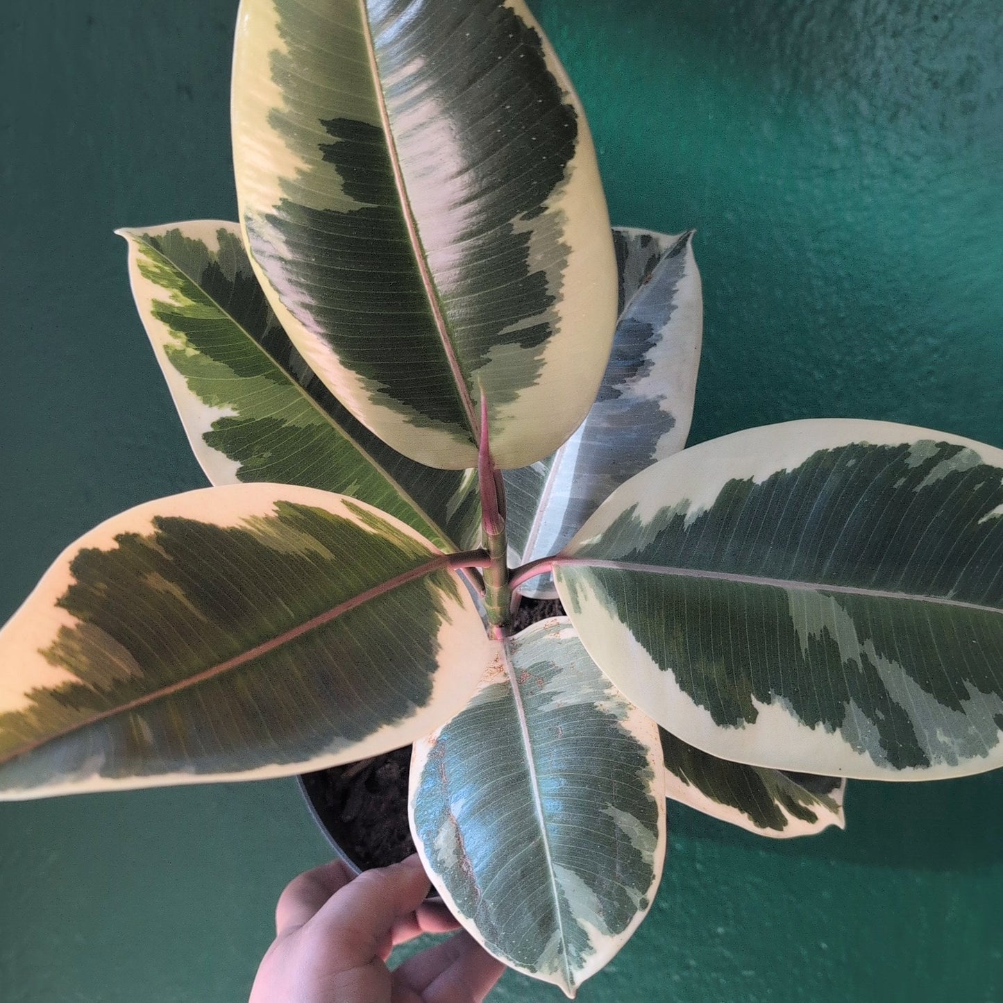 Ficus elastica (Rubber Plant) -6 varieties available