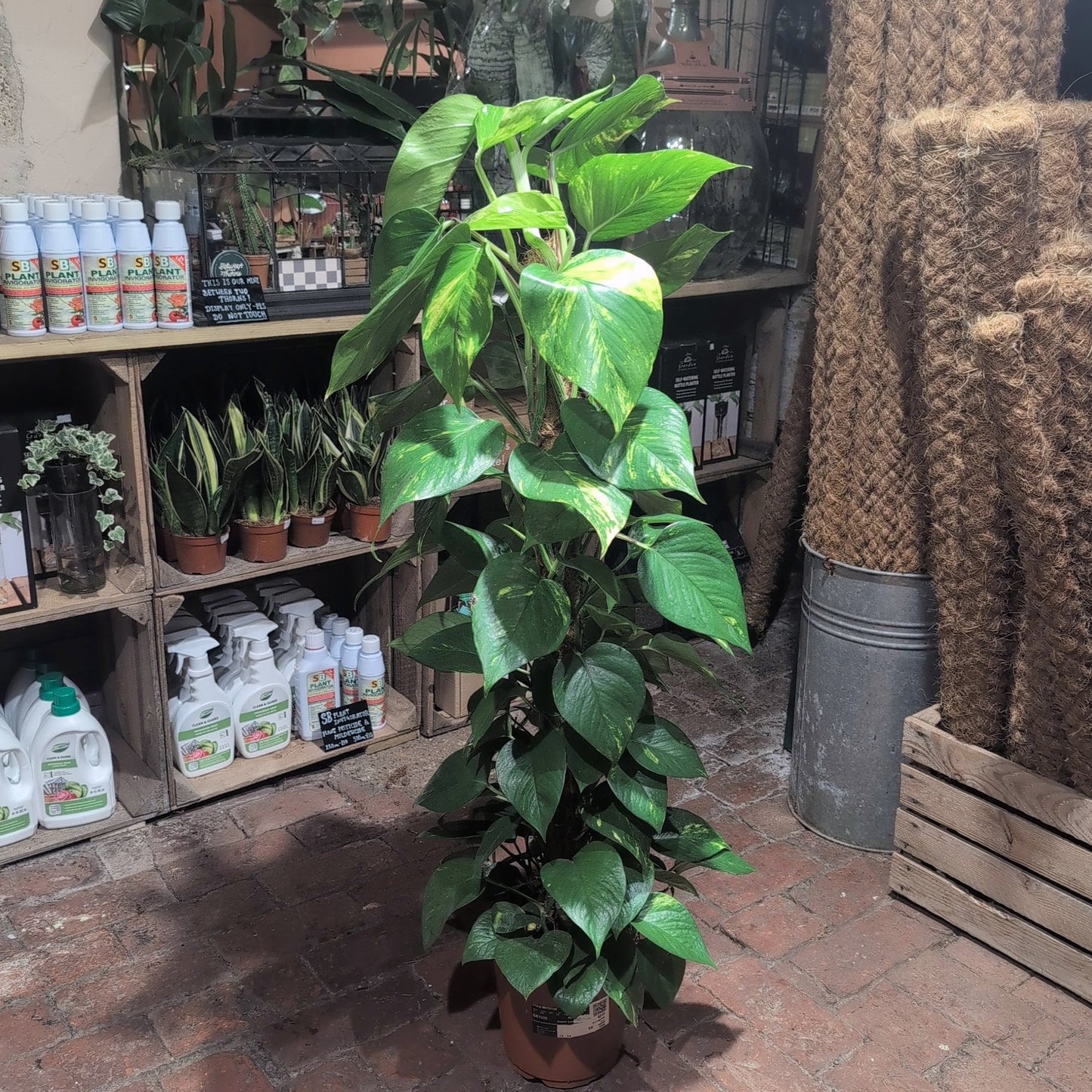 Epipremnum aureum (Golden Pothos/Devils Ivy)