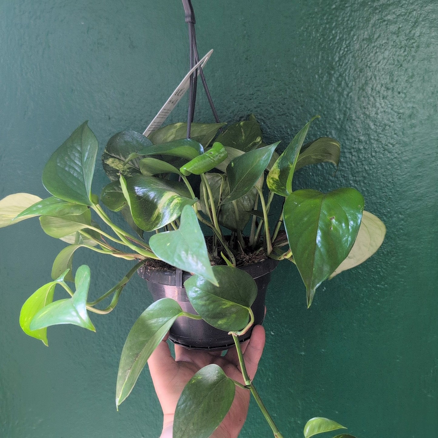 Epipremnum aureum (Golden Pothos/Devils Ivy)