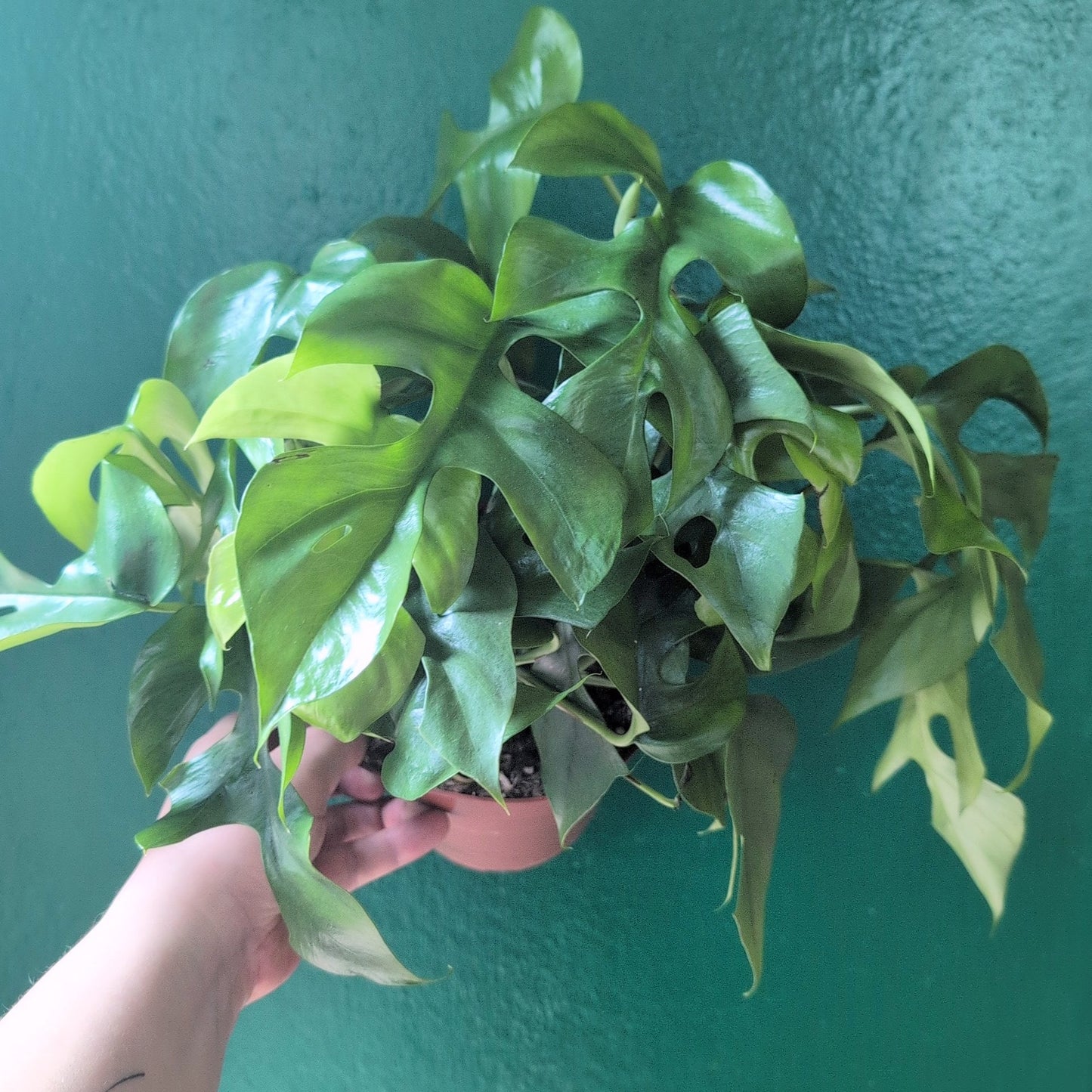 Rhaphidophora tetrasperma (Monstera Minima)