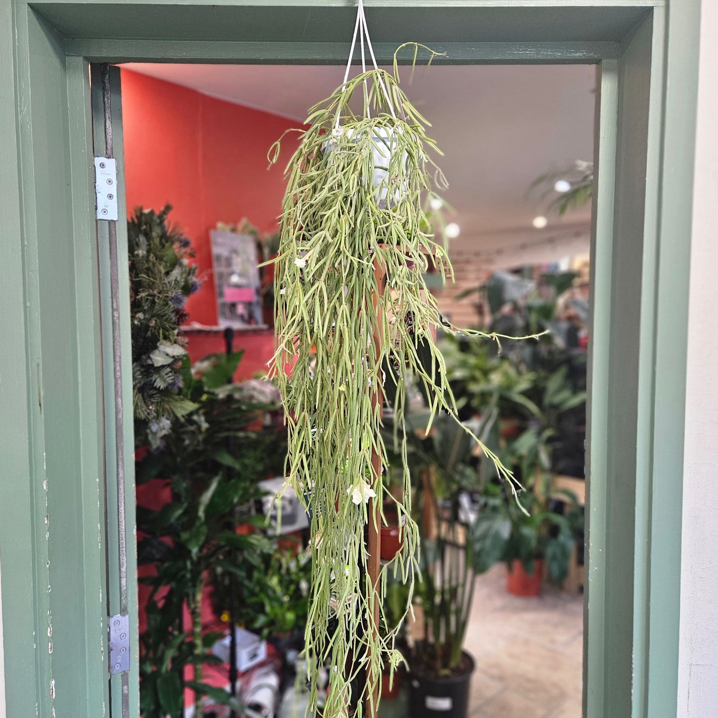 Hoya linearis (Wax plant)
