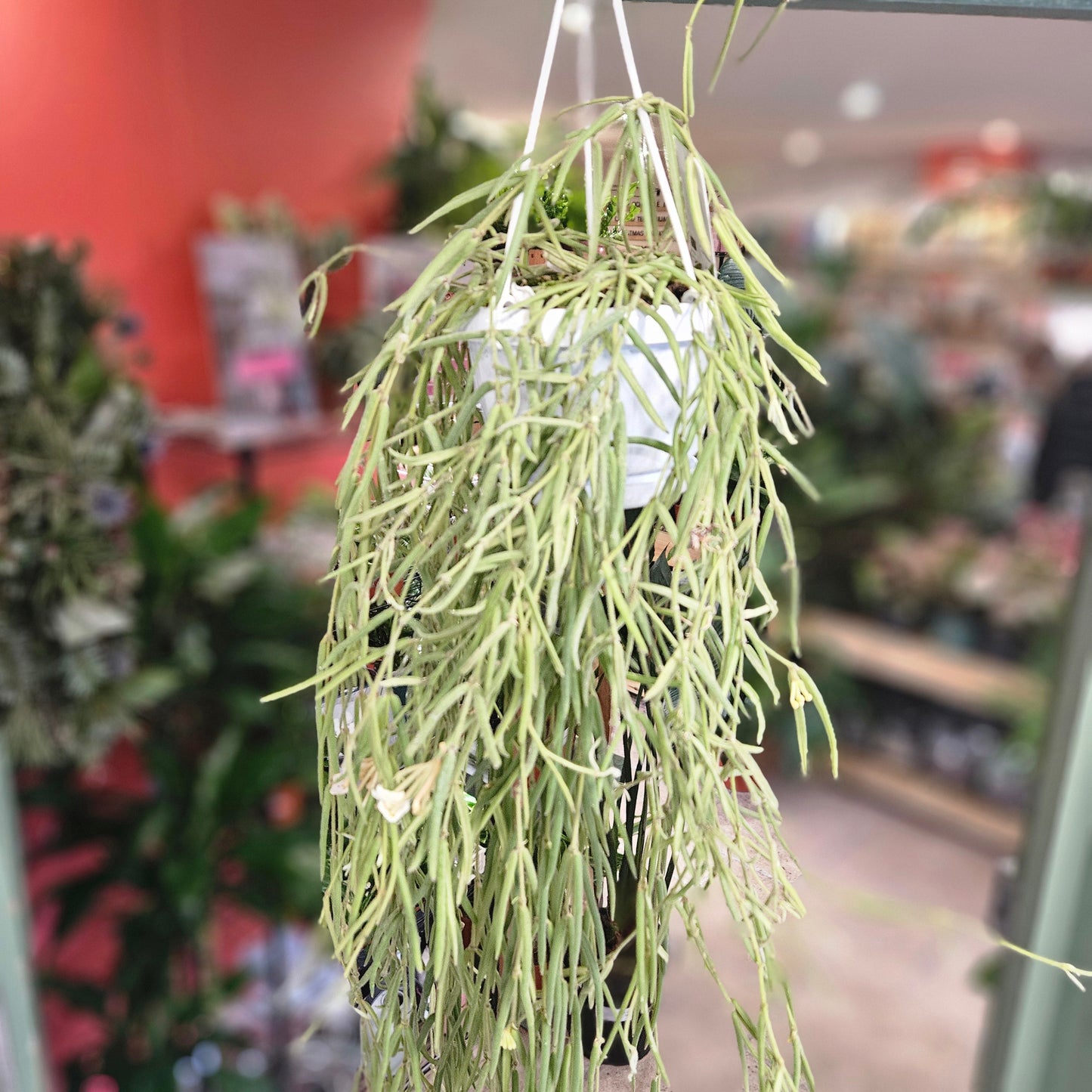 Hoya linearis (Wax plant)