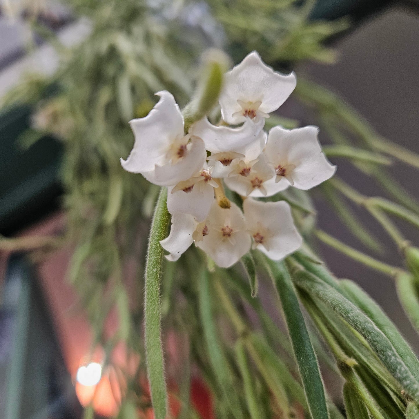Hoya linearis (Wax plant)