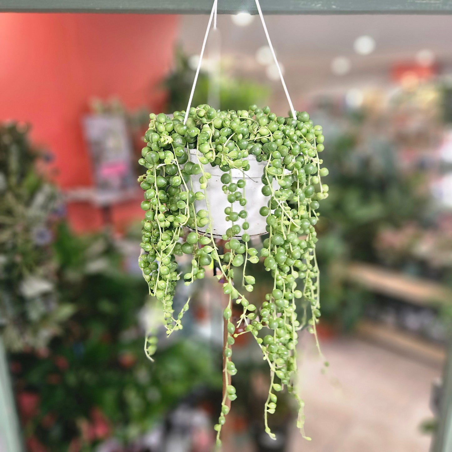 Curio rowleyanus (String of Beads)