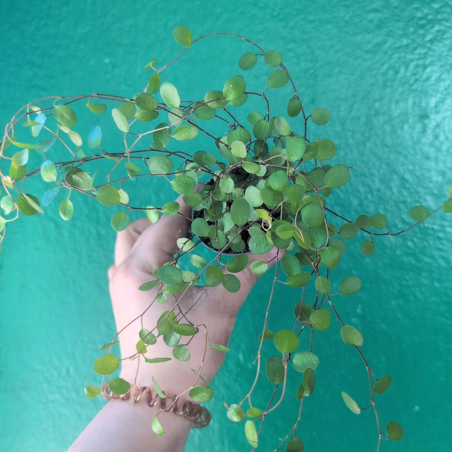 Muehlenbeckia complexa 'Maori' (New Zealand Wire Vine)