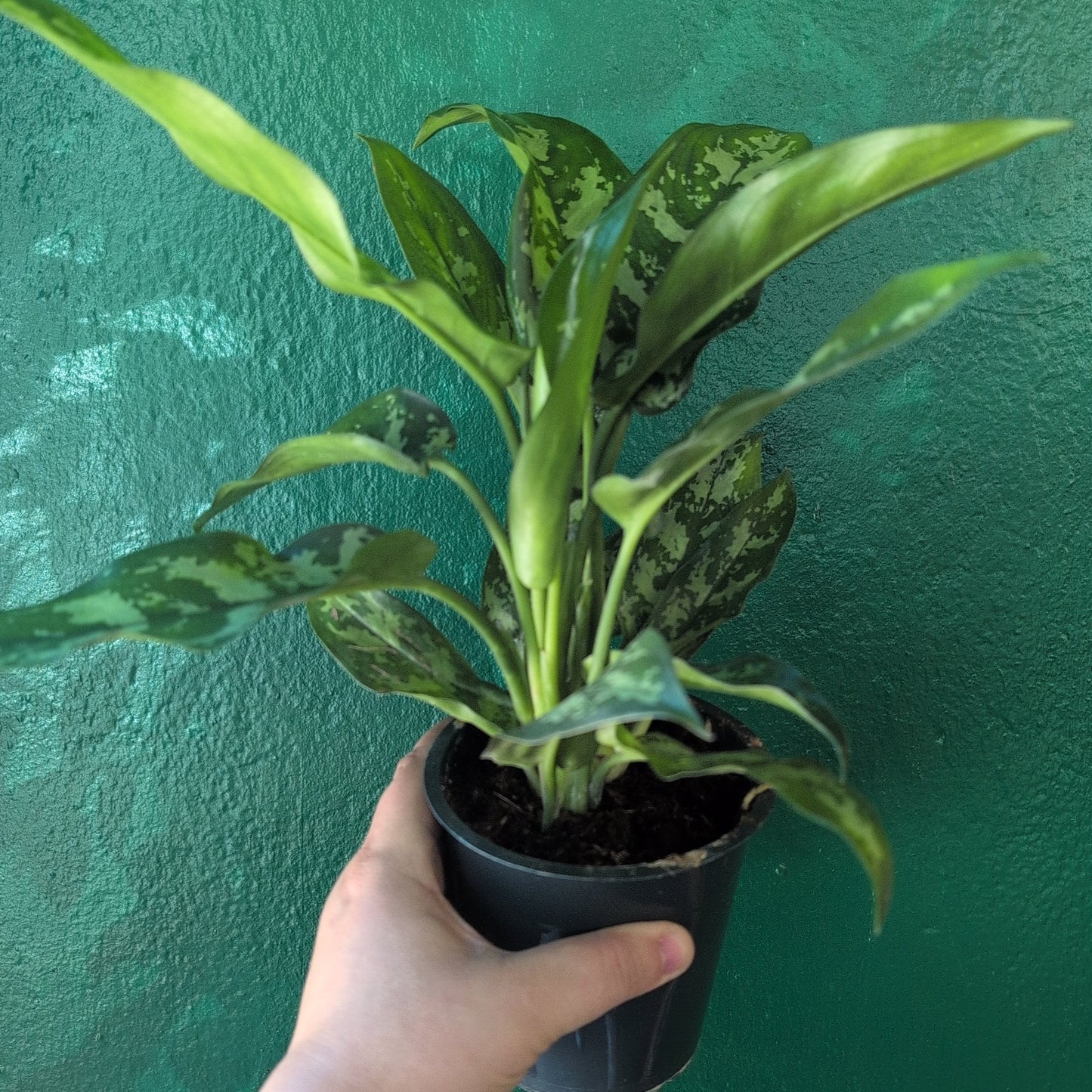 Aglaonema 'Maria' (Chinese Evergreen)