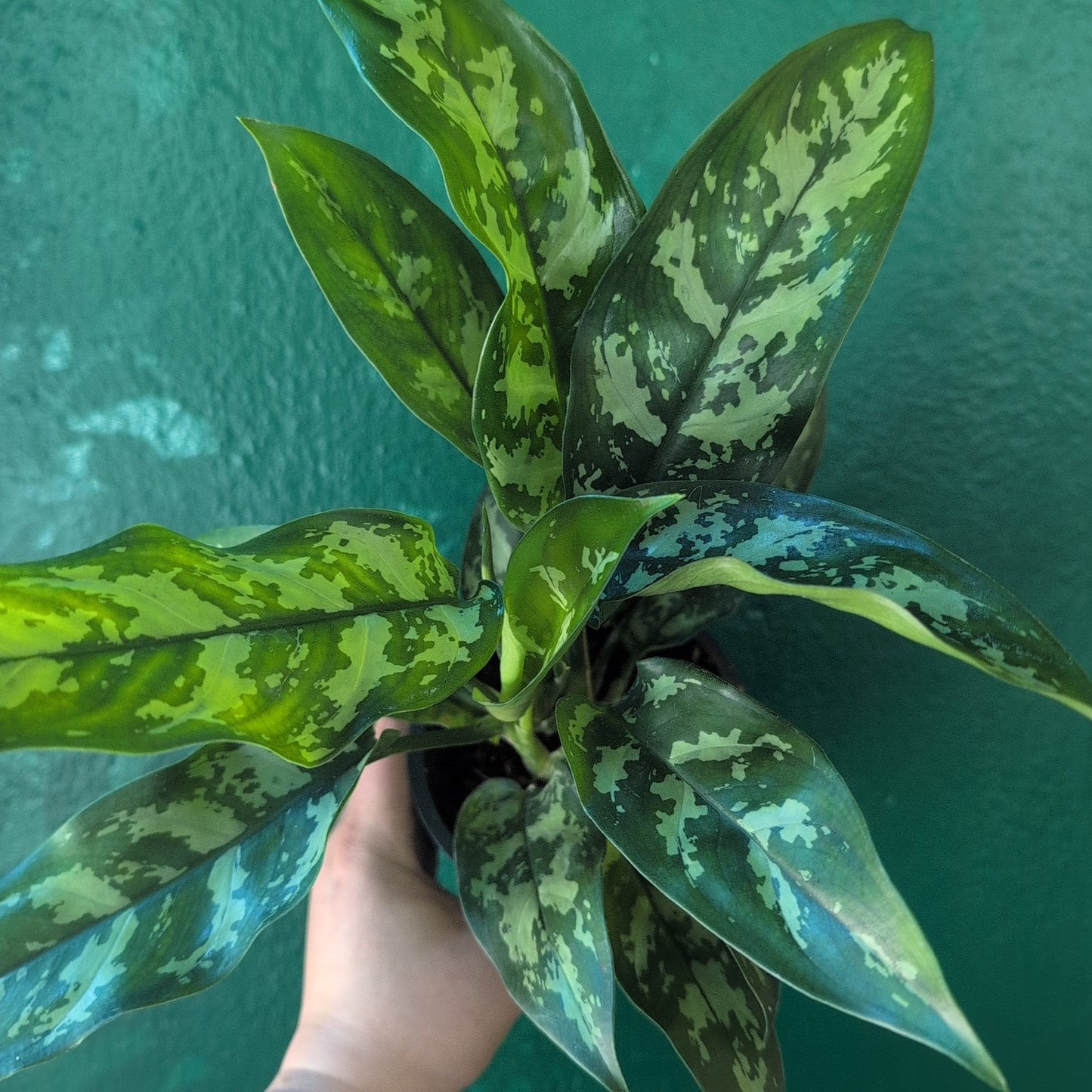 Aglaonema 'Maria' (Chinese Evergreen)