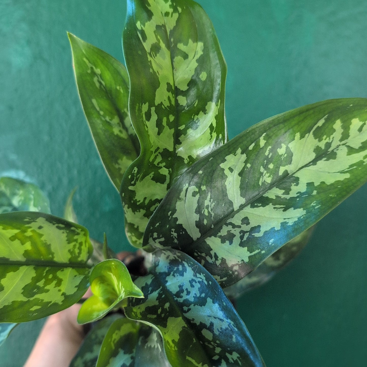 Aglaonema 'Maria' (Chinese Evergreen)