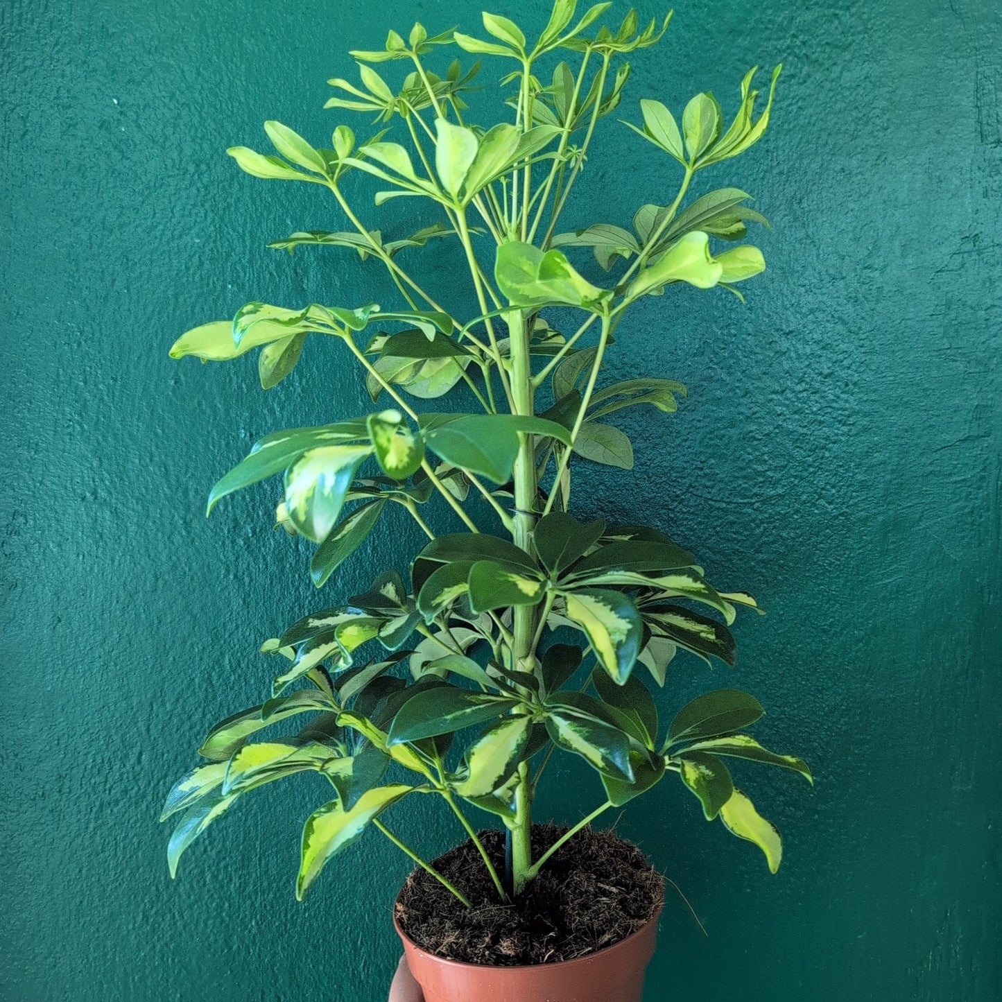 Schefflera arboricola 'Gerda' (Umbrella Plant)