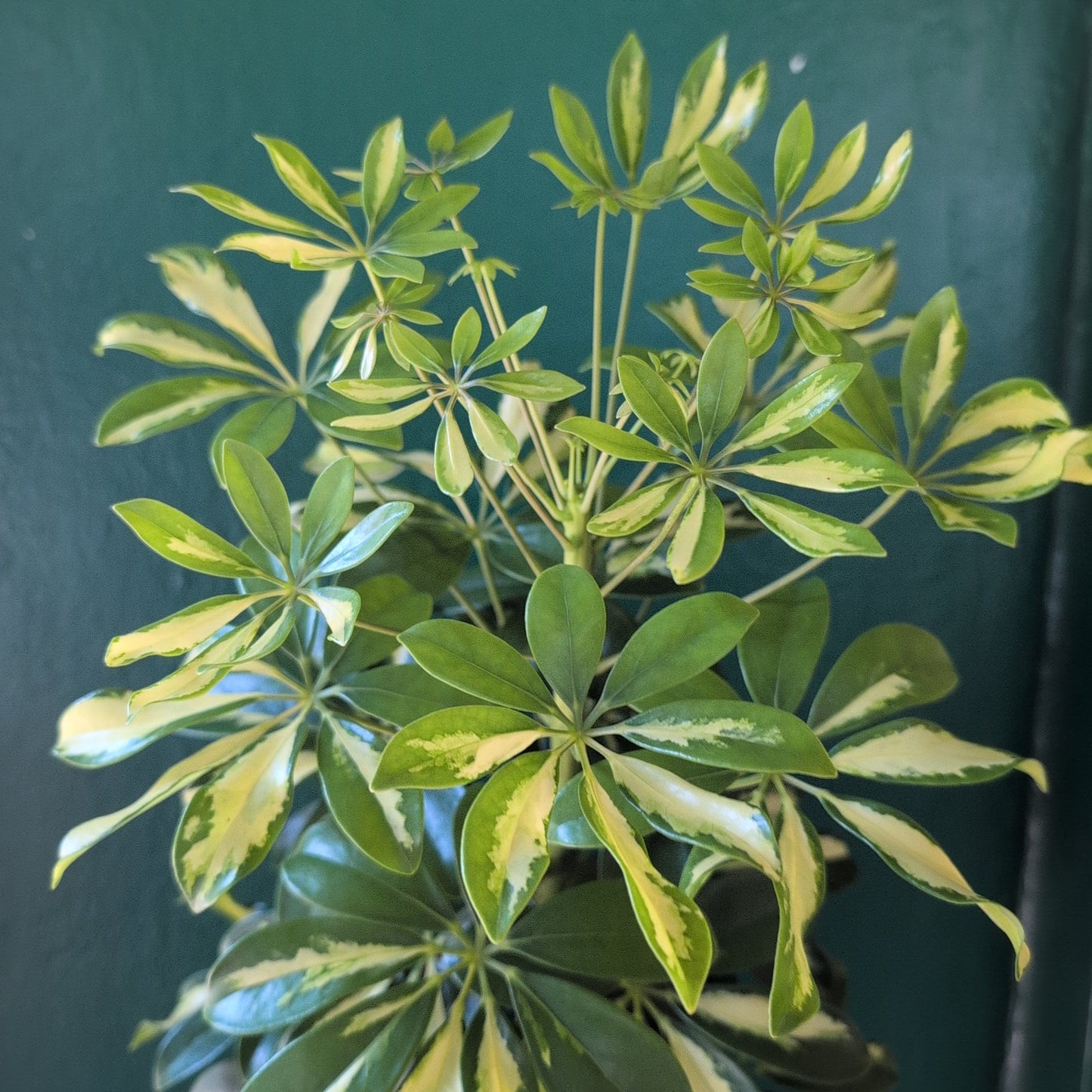 Schefflera arboricola 'Gerda' (Umbrella Plant)