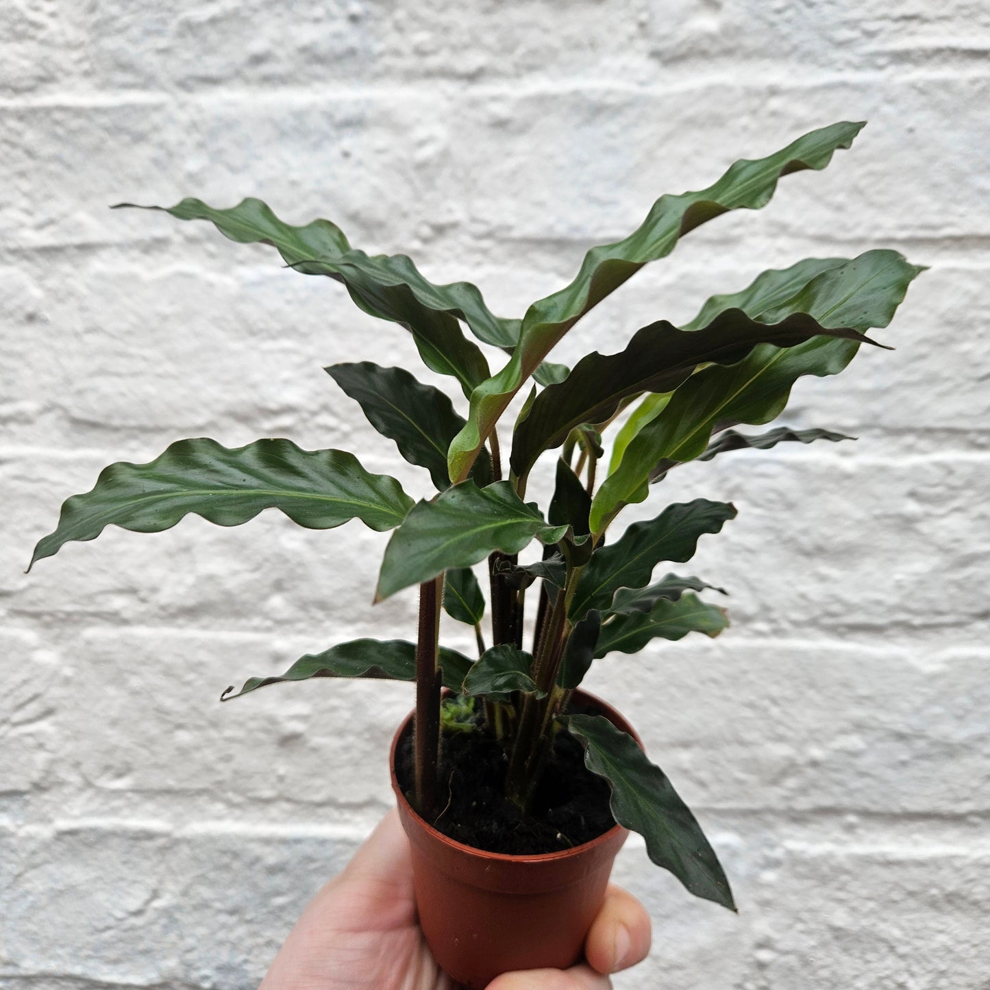 Calathea rufibarba (Velvet Calathea)