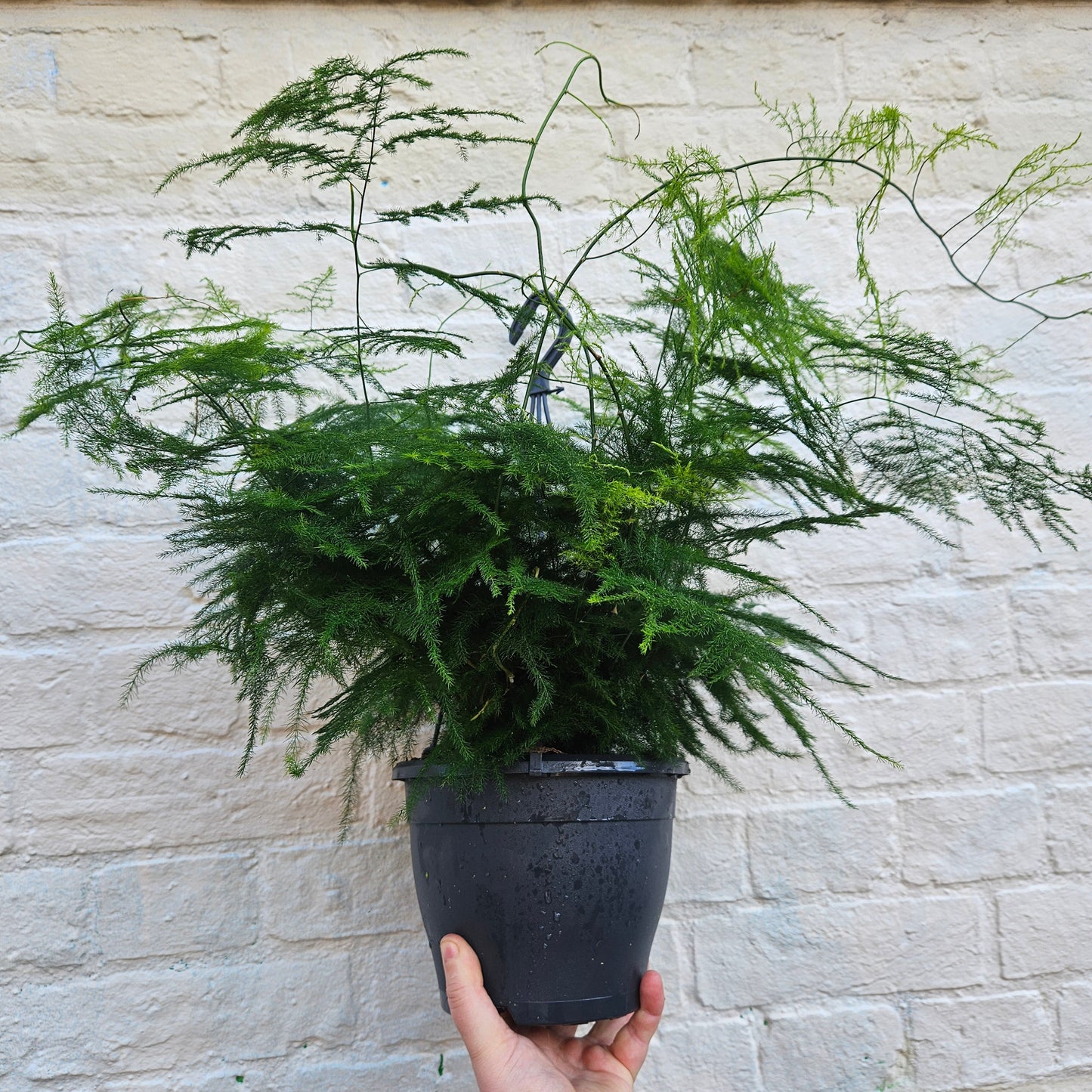 Asparagus setaceus (Asparagus fern)