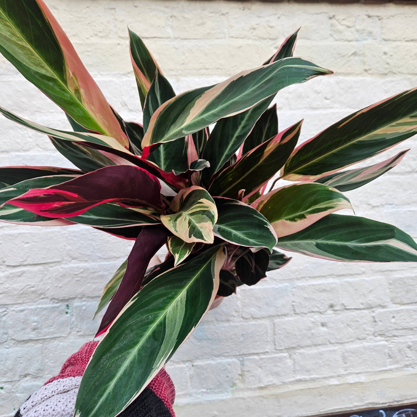 Stromanthe sanguinea 'Triostar'