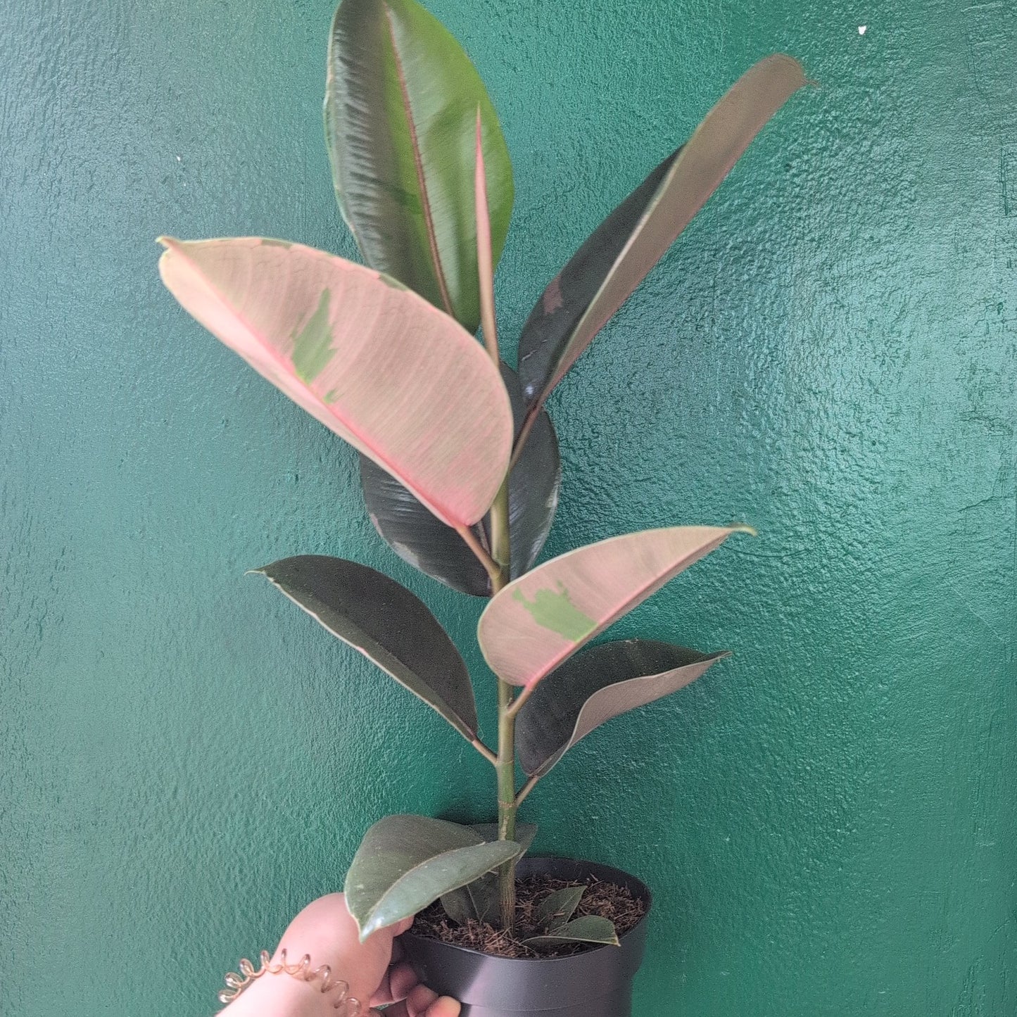 Ficus elastica (Rubber Plant) -6 varieties available