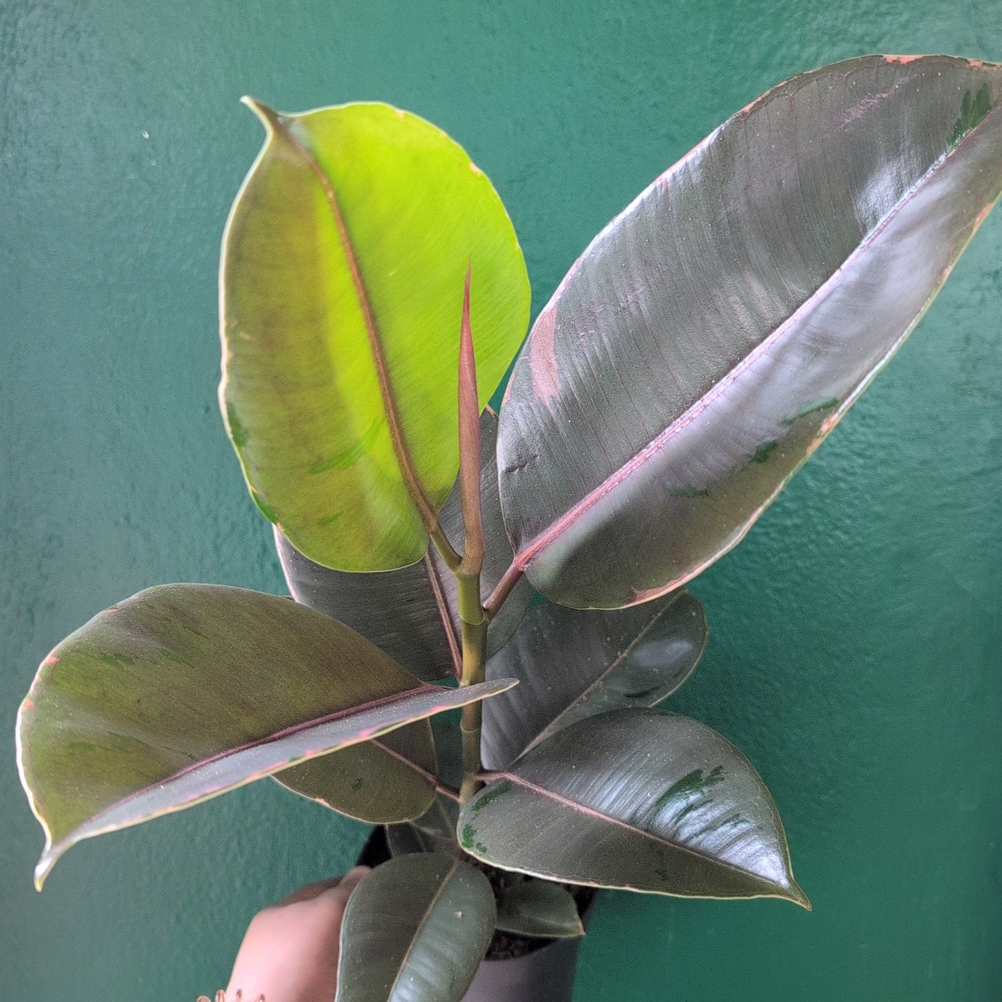 Ficus elastica (Rubber Plant) -6 varieties available